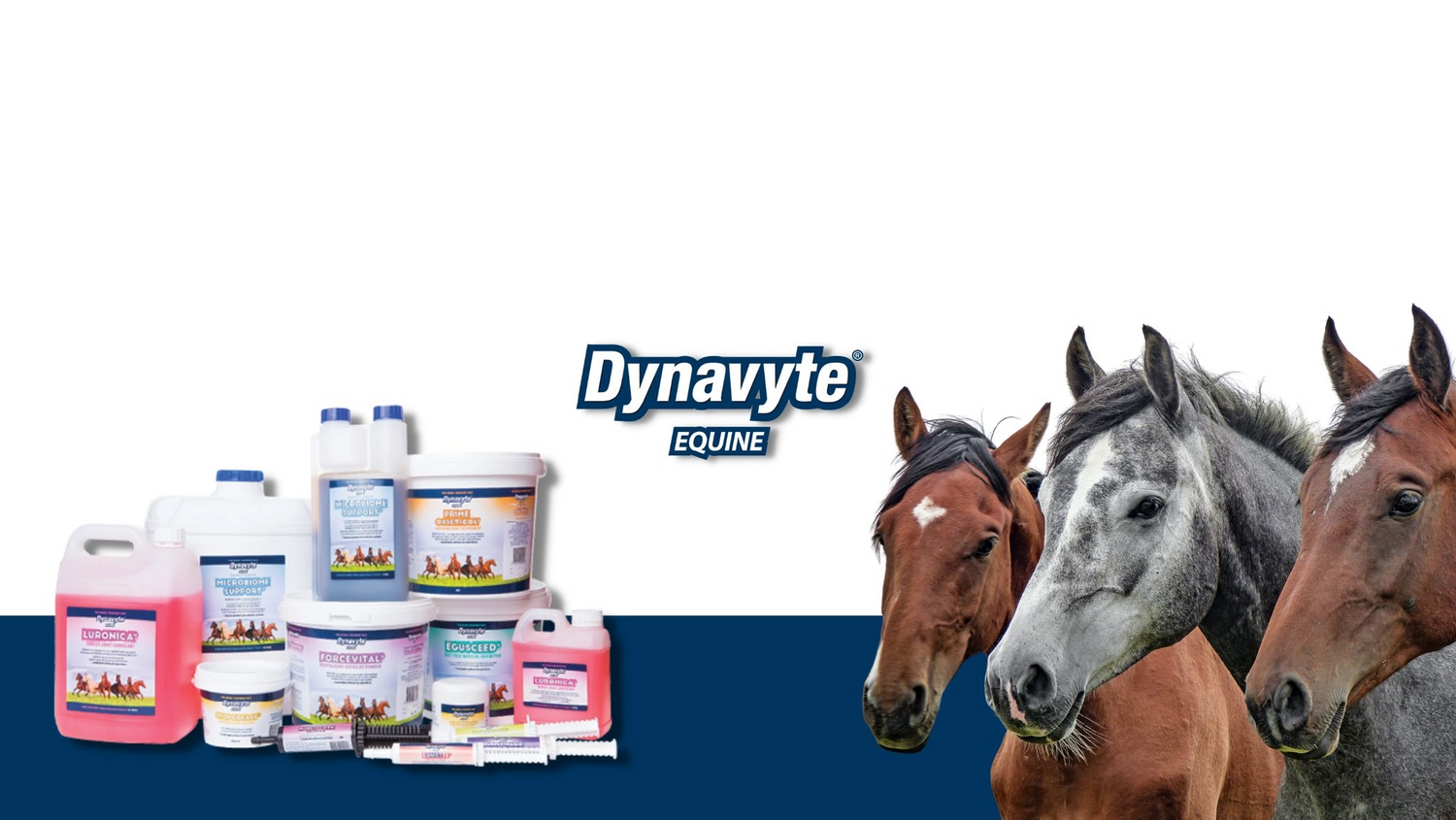 Dynavyte for Horses