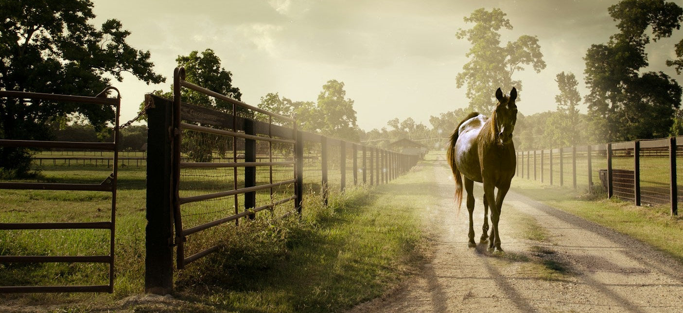 Horse walking on a dirt path in a rural setting with a fence and trees under a cloudy sky.